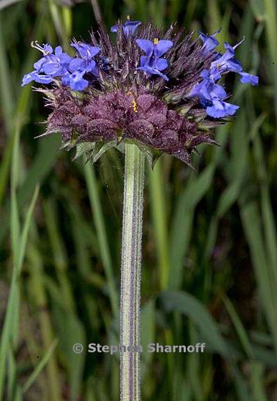 salvia columbariae 7 graphic